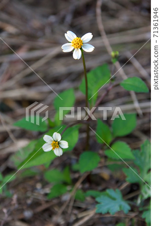 Koshironosendangsa 71361946