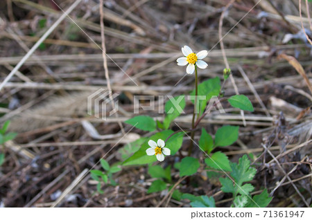 Koshironosendangusa 71361947