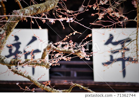New Year winter cherry blossoms New Year winter cherry blossoms 71362744