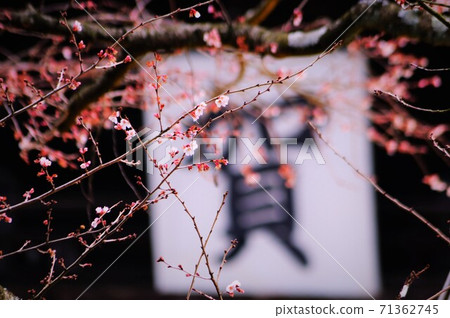 Kamasa's winter cherry blossoms Kamasa's winter cherry blossoms 71362745