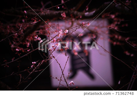 鎌倉和冬季櫻花(粉紅色) 鎌倉和冬季櫻花(粉紅色) 71362748