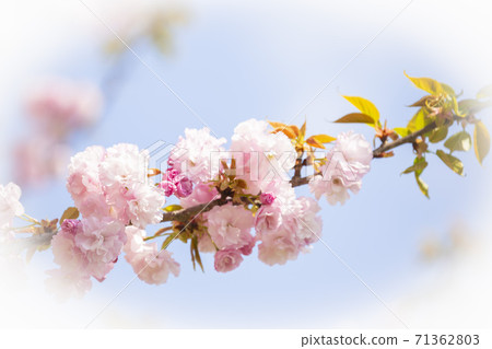 Yae櫻花Fugen大象橢圓形模糊 Yae櫻花Fugen大象橢圓形模糊 71362803