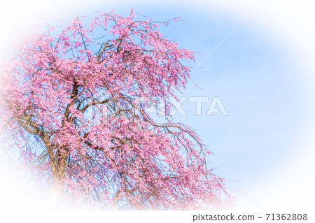 Weeping cherry oval blur 71362808
