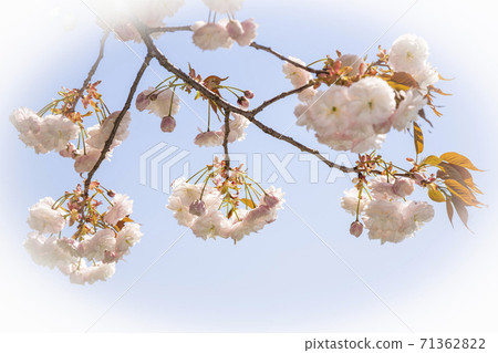 Yae Sakura Fugen Elephant Oval Blur 71362822