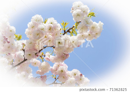 Yae Sakura Fugen Elephant Oval Blur 71362825