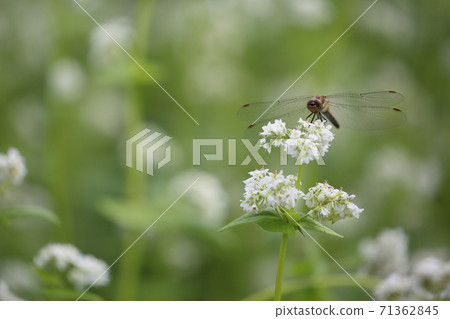 Dragonfly perching on a buckwheat flower Dragonfly perching on a buckwheat flower 71362845