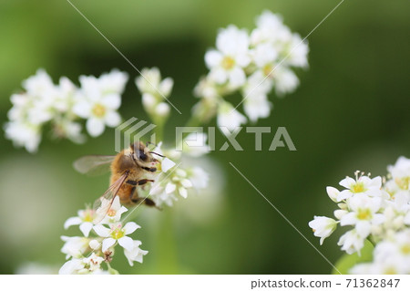 Buckwheat flowers and honey bees Buckwheat flowers and honey bees 71362847