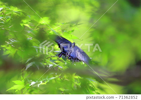 Callus Swallowtail Callus Swallowtail 71362852