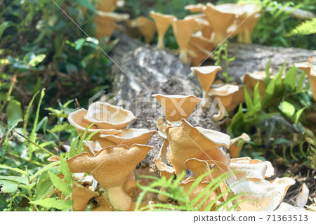 Mushrooms growing on the roadside of the promenade Mushrooms growing on the roadside of the promenade 71363513