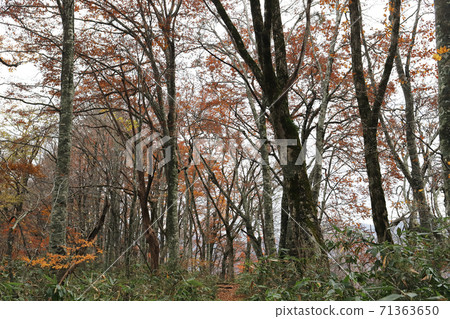 Karikomi Pond in late autumn (Ono City, Fukui Prefecture) 71363650