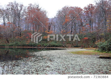 Karikomi Pond in late autumn (Ono City, Fukui Prefecture) 71363664