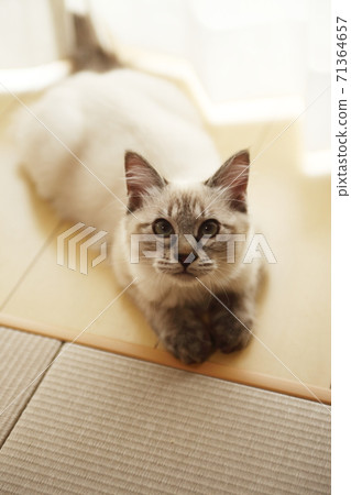 Housekeeper MIX cat 71364657