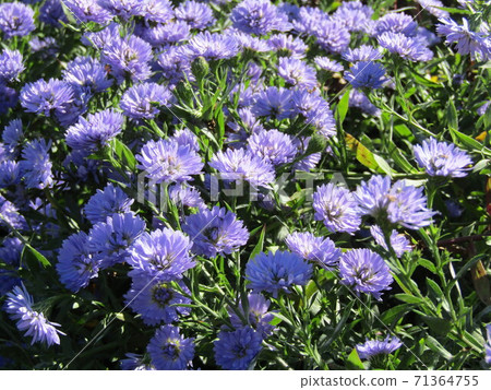 藍紫色小菊花花 71364755