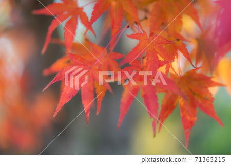 Autumn leaves of Seimei Temple Autumn leaves of Seimei Temple 71365215