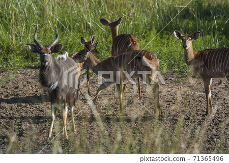 Nyala South Africa 71365496