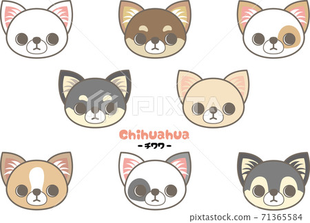 chihuahua coat patterns