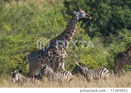 Giraffe South Africa 71365601