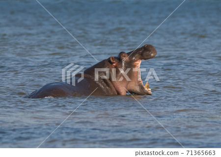 HIPPOPOTAMUS AMPHIBIUS, South Africa 71365663