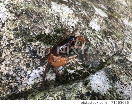 Sawagani Geothelphusa dehaani Sawagani Geothelphusa dehaani 71365686