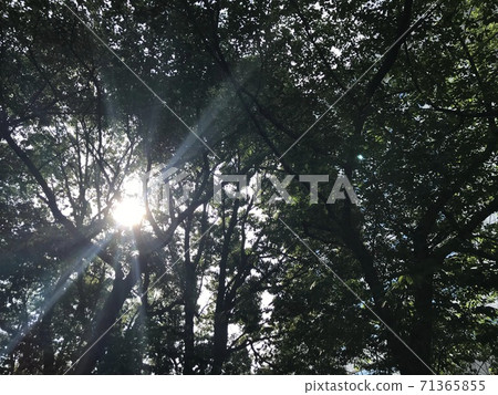 Under the soft sunlight 71365855