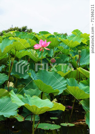 花海斯有蓮花蓮花荷花蓮花杜鵑花岡公園花海斯遊船 71366211