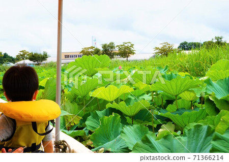 Flower lotus tourist children lotus lotus lotus lotus azalea oka park flower lotus pleasure boat Flower lotus tourist children lotus lotus lotus lotus azalea oka park flower lotus pleasure boat 71366214