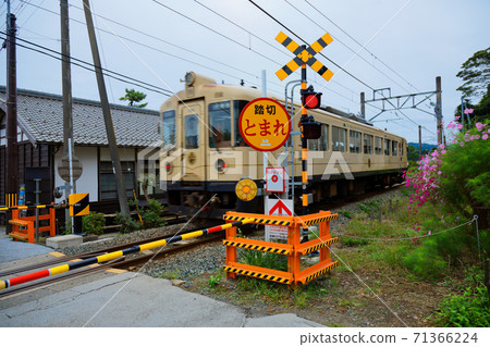 A train passing through a railroad crossing near Amanohashidate Station Cosmos flowers A train passing through a railroad crossing near Amanohashidate Station Cosmos flowers 71366224