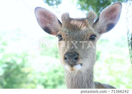 Deer in Nara Park staring 71366242