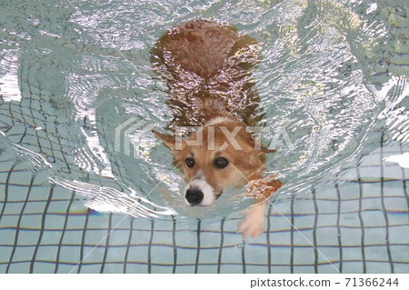 Corgi, my dog, swimming in the pool with a dog paddle Corgi, my dog, swimming in the pool with a dog paddle 71366244