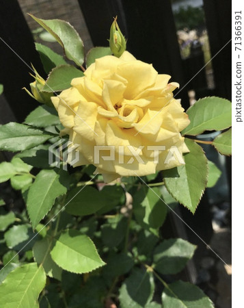 A rose A rose 71366391