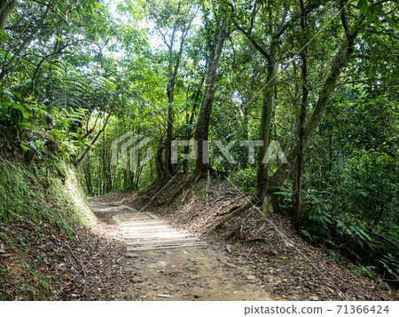 Hiking path and sunset in beautiful woods view Hiking path and sunset in beautiful woods view 71366424