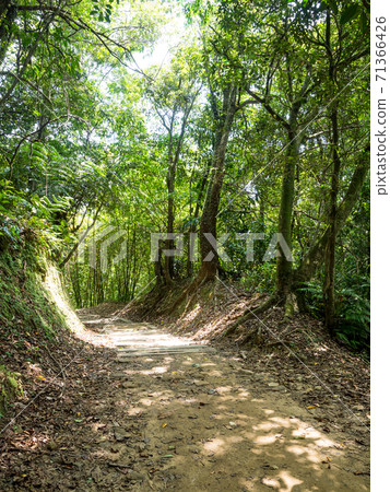 Hiking path and sunset in beautiful woods view Hiking path and sunset in beautiful woods view 71366426