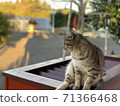 Twilight Nyanko 71366468