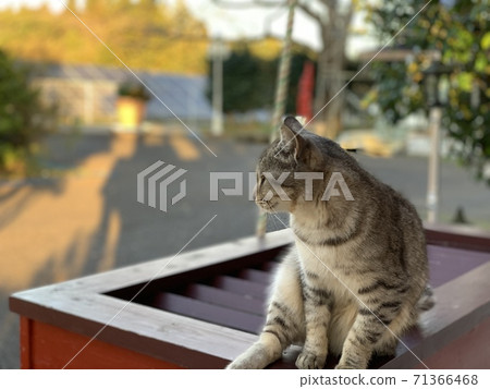 暮光Nyanko 暮光Nyanko 71366468