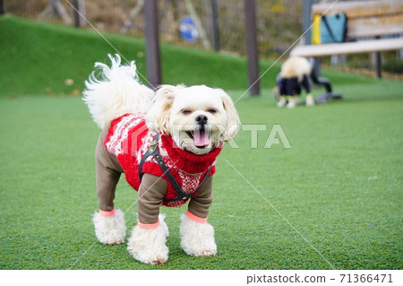 Laughing dog with tongue out Laughing dog with tongue out 71366471