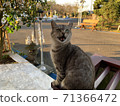 Nyanko seeking something 71366472