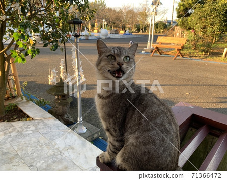 Nyanko seeking something Nyanko seeking something 71366472