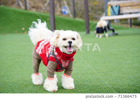 Laughing dog with tongue out Laughing dog with tongue out 71366473