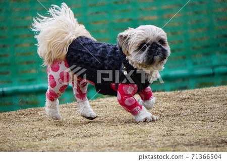 A dog trying to move over here 71366504