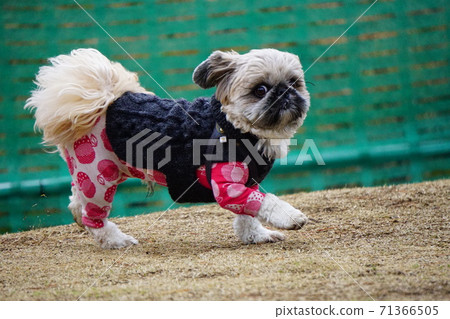Dog starting to walk 71366505