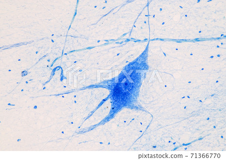 Education Spinal cord  and Motor Neuron under the microscope in Lab. 71366770