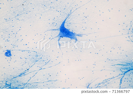Education Spinal cord  and Motor Neuron under the microscope in Lab. 71366797