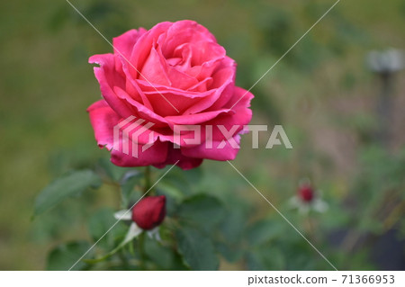玫瑰14 玫瑰14 71366953
