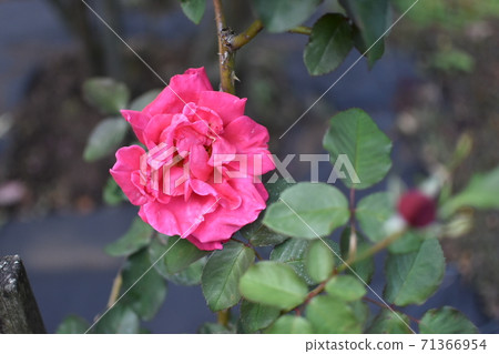 玫瑰15 玫瑰15 71366954