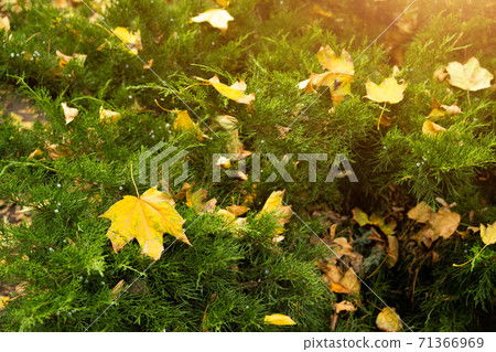 Warm autumn abstract background. Yellow maple leaves fell on green branches of juniper Warm autumn abstract background. Yellow maple leaves fell on green branches of juniper 71366969