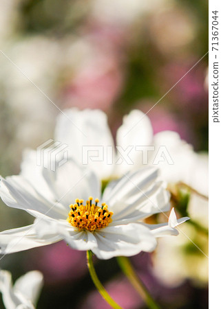 白色宇宙 白色宇宙 71367044