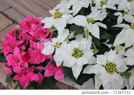 聖誕節季節的紅色和白色一品紅 71367152