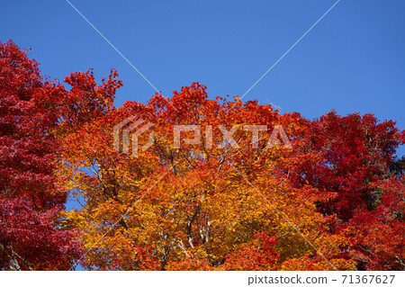 Autumn leaves / fall 71367627