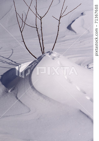 Newly snow as Background with tree in garden Newly snow as Background with tree in garden 71367688