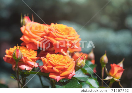 Orange rose flower on a green blur background. 71367762